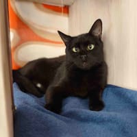 OLA C, chat à adopter