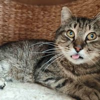 PASTA C, chat à adopter