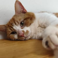 PETIT C, chat à adopter