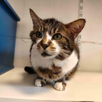 GRANNY C, chatte à adopter