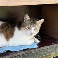 TAURA C, chatte à adopter