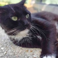 PELLE C, chatte à adopter