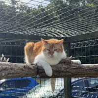 KETA C, chatte à adopter