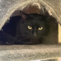 ALASTOR C, chat à adopter