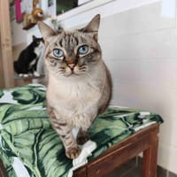 TSUKIKO C, chatte à adopter
