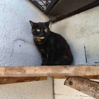 NOIRAUDE C, chatte à adopter