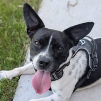 VOLT VAA, chien à adopter