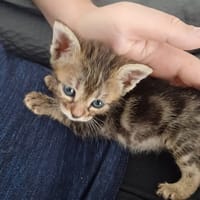MADDY et LILAS, chatte à adopter