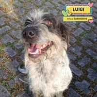 LUIGI, cane da adottare