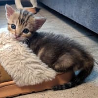 *BOUNTY*, chat à adopter