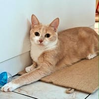 GUIMAUVE, chatte à adopter