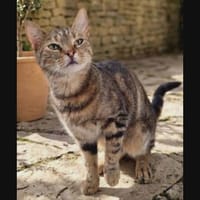 MYSTIC, chatte à adopter