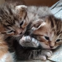 Less aristochats, chat à adopter