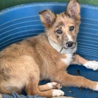 NESKA (Los Reyes), chienne à adopter