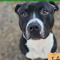 Ara, chien à adopter