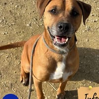 Rosko, chien à adopter