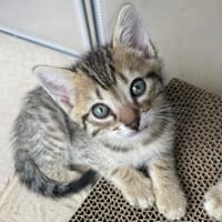 JINSHI, chat à adopter