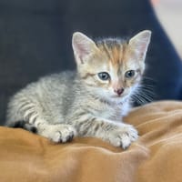 MOAMOA, chatte à adopter