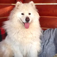 Athos, chien à adopter