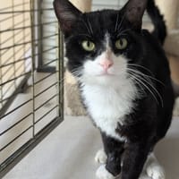 TENOR, chat à adopter