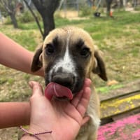 Josi, chienne à adopter