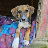 Pong, chien à adopter
