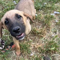 Lailo, chien à adopter