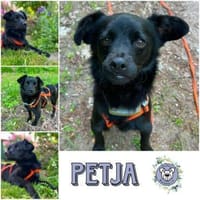 PETJA * feiner Kerl im schwarzen Frack, Hund zur Adoption