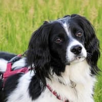Nek sucht harmonisches Zuhause, Hund zur Adoption
