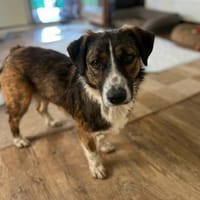 🐾 Kleines Herz sucht großes Glück: Darf, Hund zur Adoption