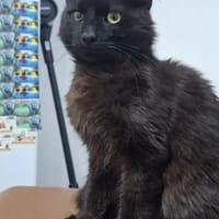 Mitzu  Freundliches  Lackfellchen, Kater zur Adoption