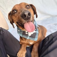 Duke-Kleiner Kuscheljunge auf der Suche, Hund zur Adoption