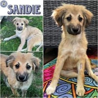 SANDIE -rundum tolles Hundekind-, Hündin zur Adoption