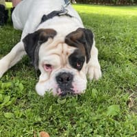 Taro - ein Sonnenschein Boxer wartet, Hund zur Adoption