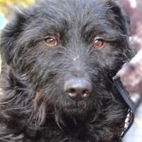 Zuckerschnute BEBA, Hündin zur Adoption