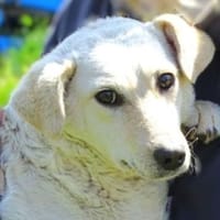 Knuffige BELLA, Hund zur Adoption