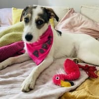 Peppi sucht ein neues Zuhause, Hündin zur Adoption