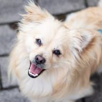 Berti, Hund zur Adoption