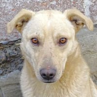 BELI sucht Familienanschluss, Hund zur Adoption