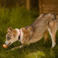 ❤ Lissy...schon bald BEI UNS!!!, Hündin zur Adoption