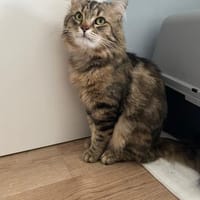 Milow sucht sein Glück ❤, Kater zur Adoption