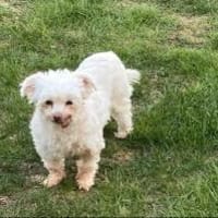 ODETTE-Best Ager auf vier Pfoten, Hündin zur Adoption