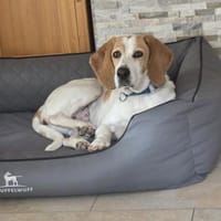 HABANA ❤ charmante Sabueso Dame, 47559, Hündin zur Adoption