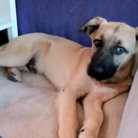 Slater - der Zurückhaltende, Hund zur Adoption