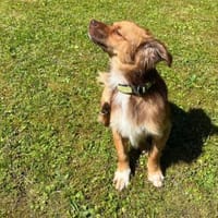 Klein HORUS sucht sein Für-immer-Zuhause, Hund zur Adoption