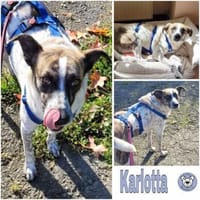 KARLOTTA -sucht erfahrene Menschen-, Hündin zur Adoption