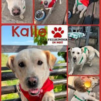 Herzensbrecher Kalle sucht Familie, Hund zur Adoption