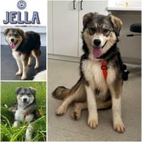 JELLA -rundum tolles Hundekind-, Hündin zur Adoption
