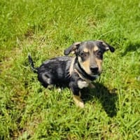 Dackel Pinscher Mix Rocky, Hund zur Adoption