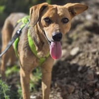 Vali  Traumhundpotenzial 🐾, Hund zur Adoption